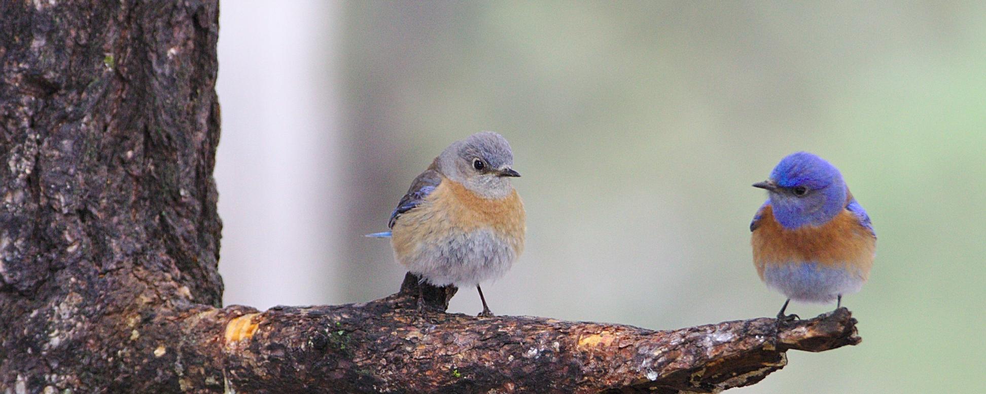 Man sieht einen Ast auf dem zwei Vögel sitzen, die sich anschauen