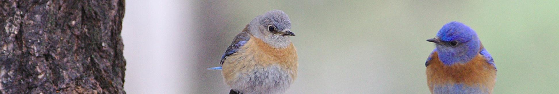 Man sieht einen Ast auf dem zwei Vögel sitzen, die sich anschauen