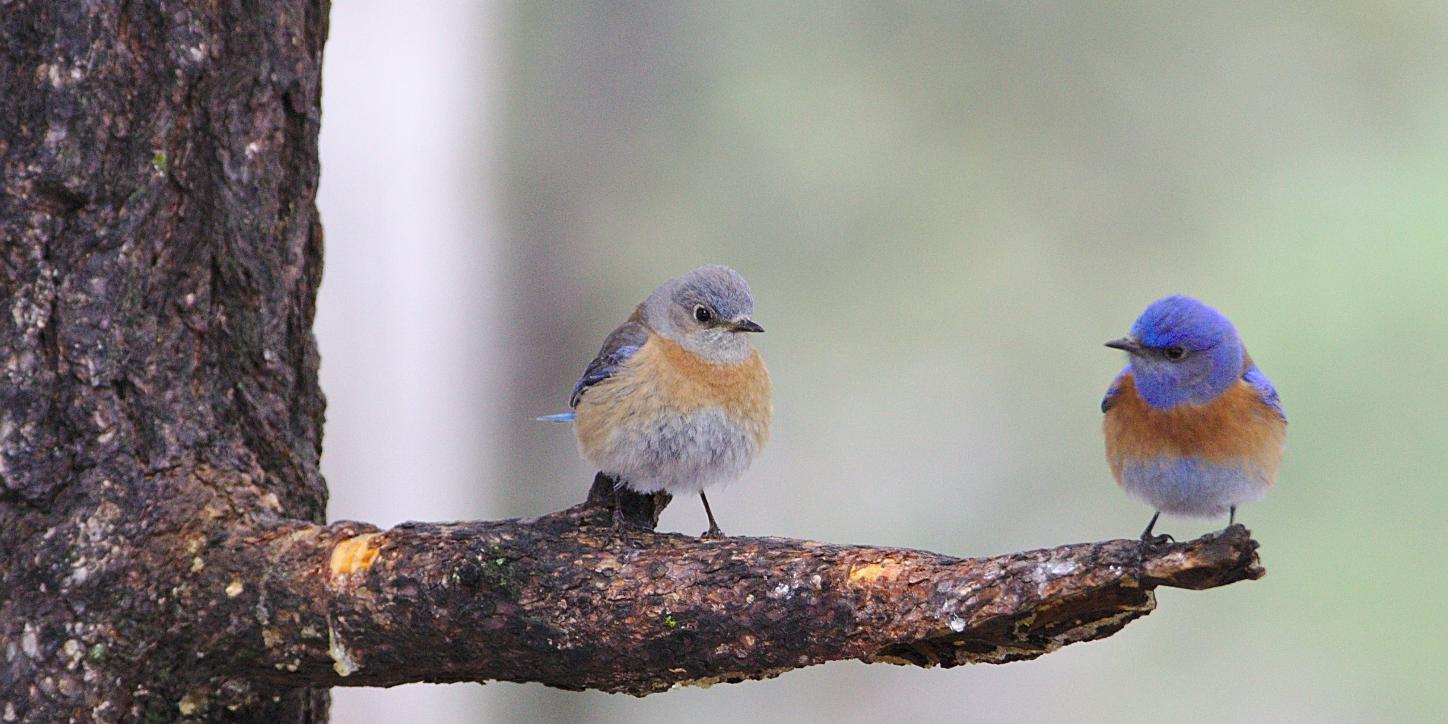 Man sieht einen Ast auf dem zwei Vögel sitzen, die sich anschauen