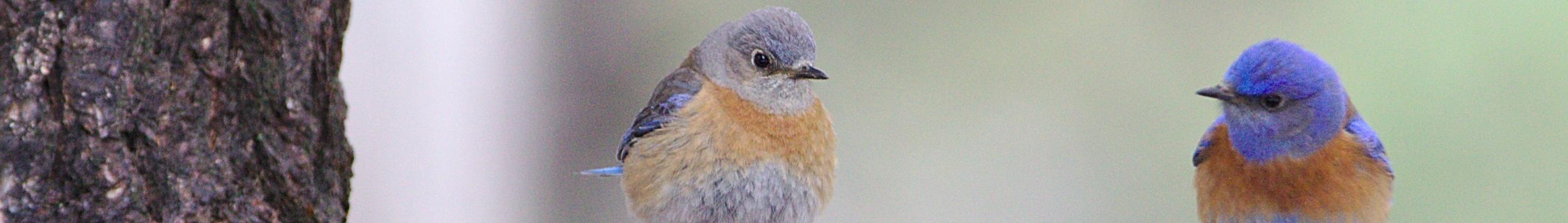 Man sieht einen Ast auf dem zwei Vögel sitzen, die sich anschauen