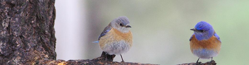 Man sieht einen Ast auf dem zwei Vögel sitzen, die sich anschauen