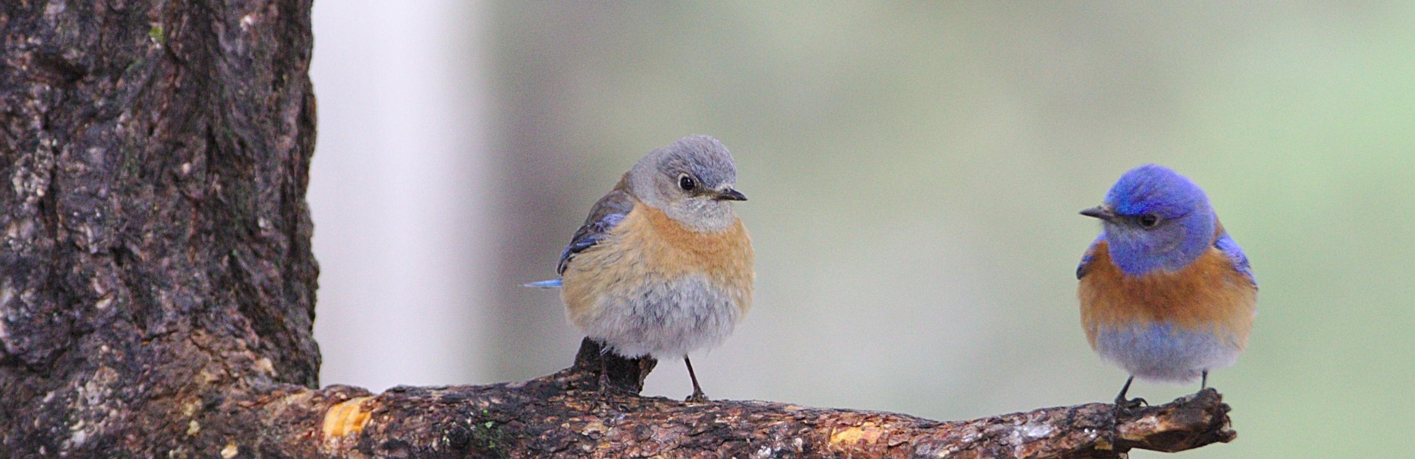 Man sieht einen Ast auf dem zwei Vögel sitzen, die sich anschauen
