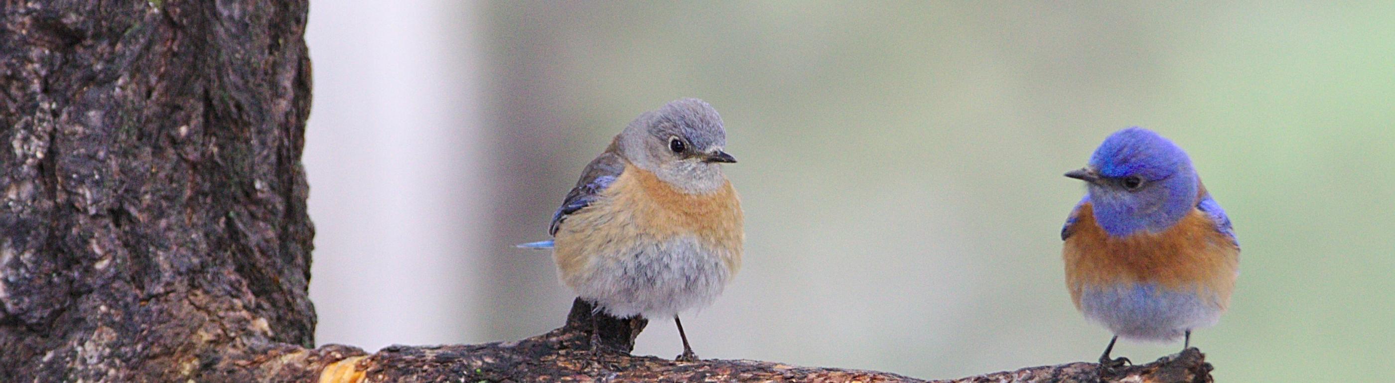 Man sieht einen Ast auf dem zwei Vögel sitzen, die sich anschauen